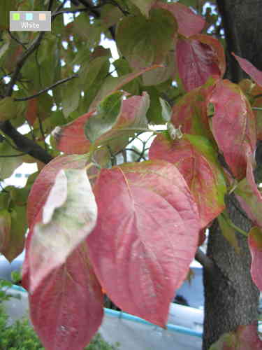 c0227134_2155534.jpg