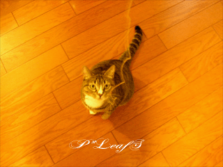 c0176651_2012495.gif