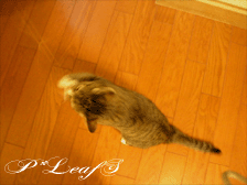 c0176651_2015067.gif