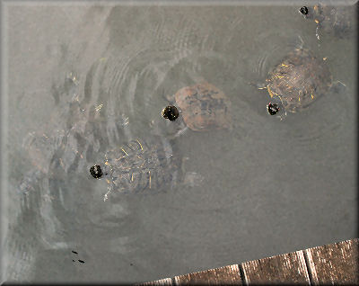 e0099375_15282144.jpg