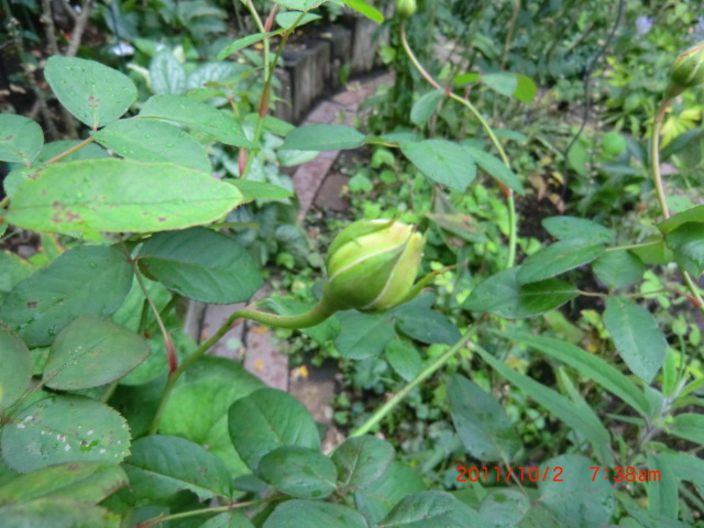 c0078586_10442926.jpg