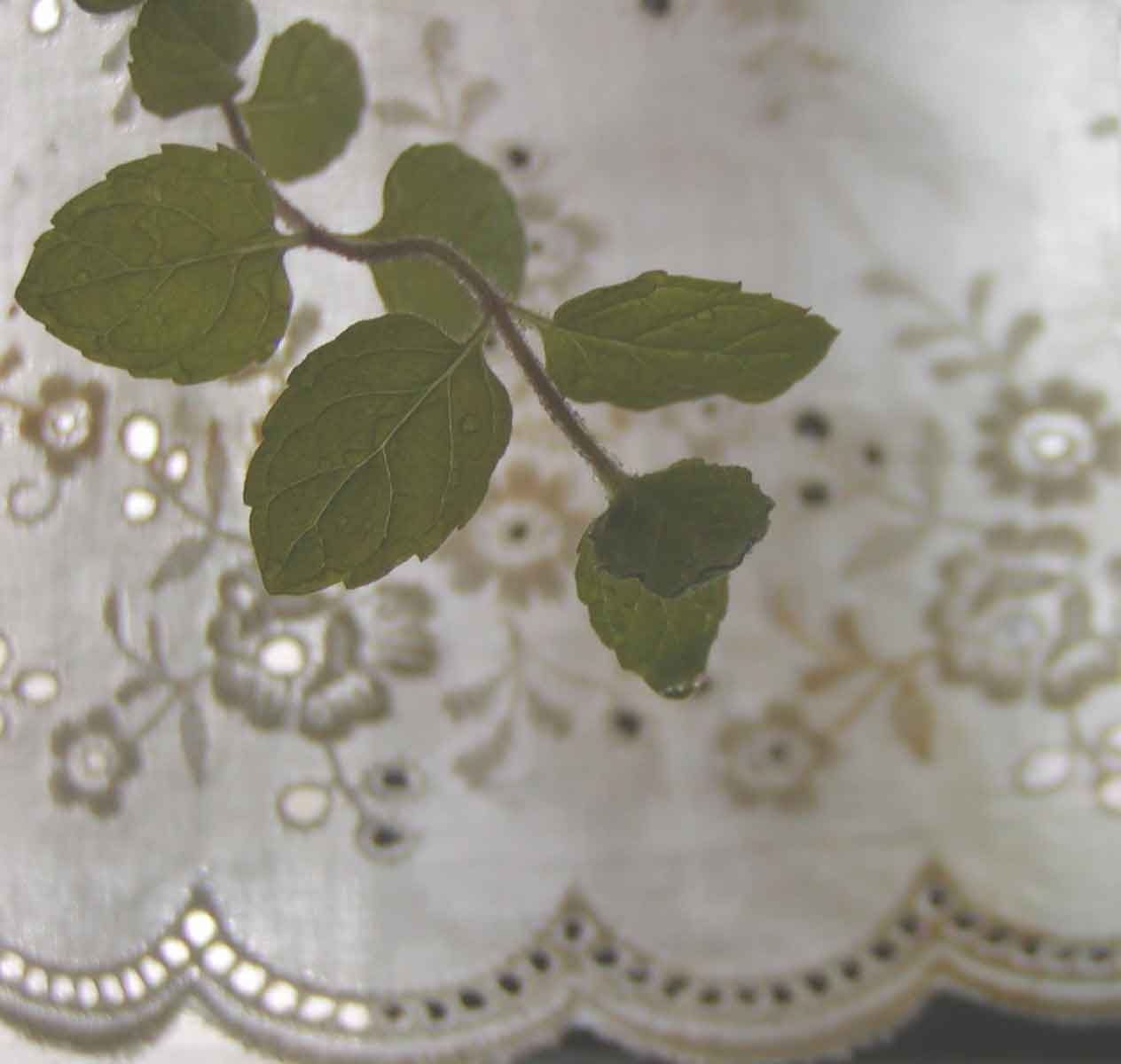 d0053517_2292280.jpg