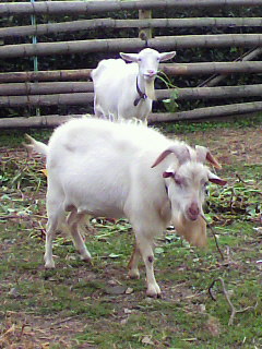 f0036223_98852.jpg