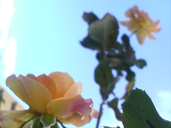 a0188926_22171338.jpg