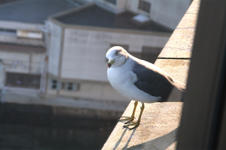 d0012134_1125281.jpg