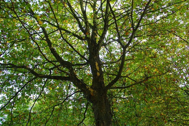 c0153740_5121384.jpg