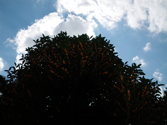 f0161647_1432169.jpg