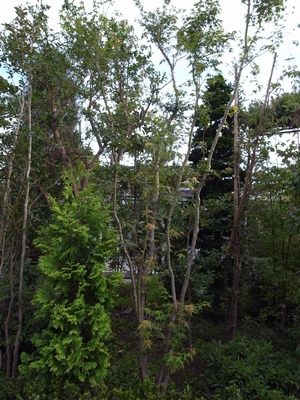 c0166668_7463454.jpg