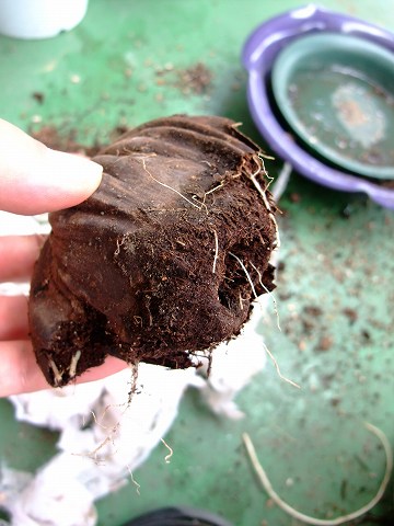 e0045768_2243214.jpg