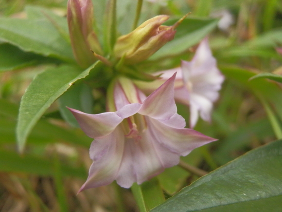 c0042869_21215171.jpg