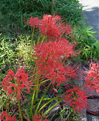 e0097770_0584569.jpg