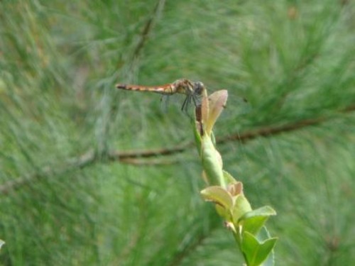 e0008880_1074.jpg
