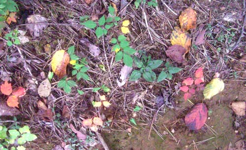 b0099994_11444895.jpg