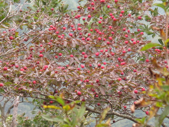 a0166196_2124492.jpg