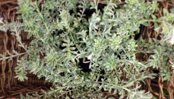 c0167112_7372164.jpg