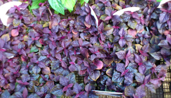 c0167112_737416.jpg