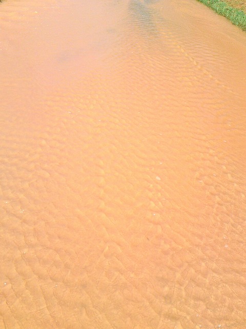a0000014_11592642.jpg