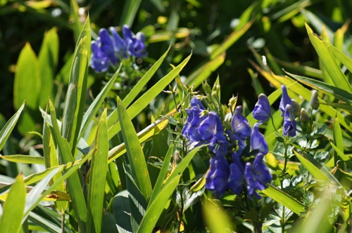 c0042418_905785.jpg