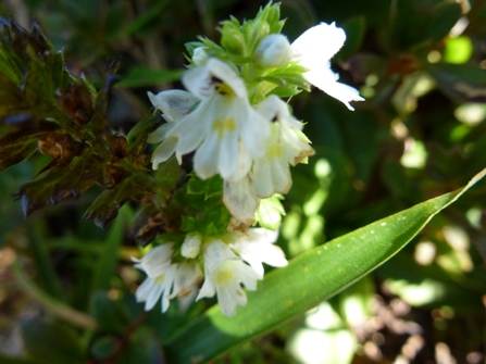 c0042418_951175.jpg