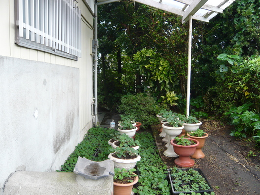 a0206332_7515085.jpg