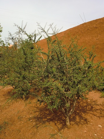 c0170236_23512289.jpg
