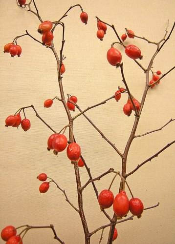 a0001354_22171615.gif