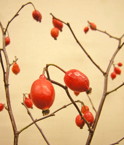 a0001354_22192953.gif