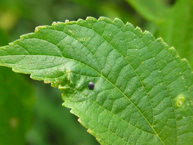 b0194593_1831324.jpg