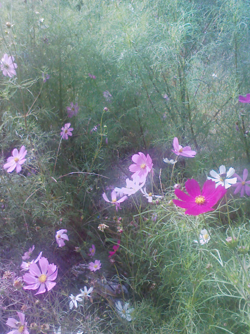 d0055397_18493767.jpg