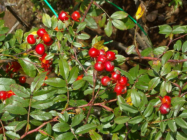 d0166303_21505154.jpg