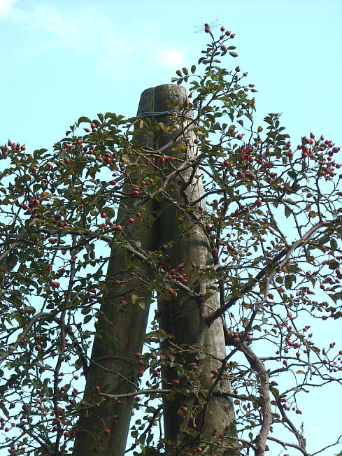 d0166303_21554958.jpg