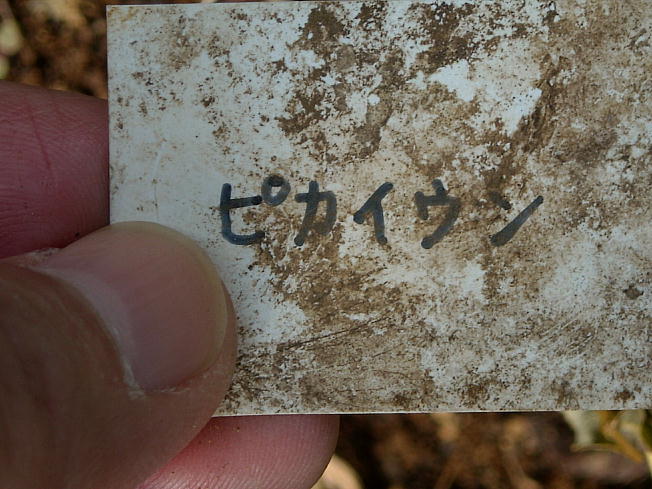 d0166303_22105239.jpg