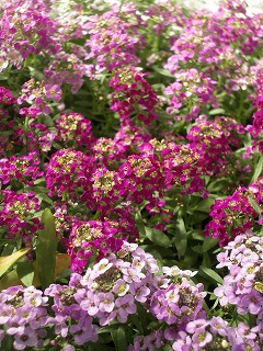 c0190010_21485640.jpg
