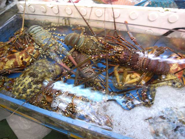 e0049318_1648866.jpg