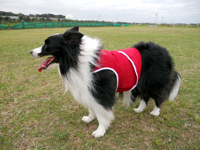 d0059230_840324.jpg