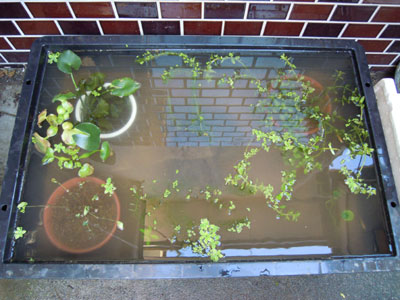 e0097534_20203533.jpg