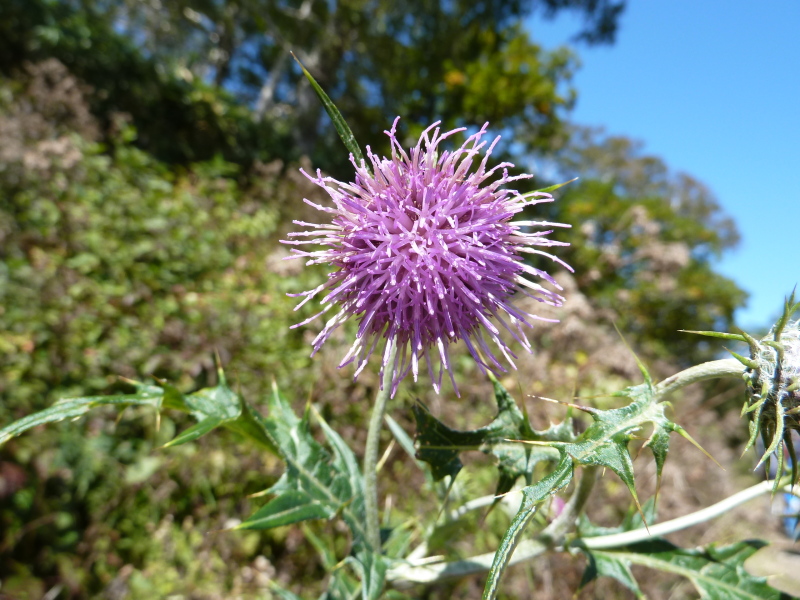 b0190242_9595475.jpg
