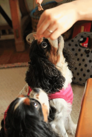 c0145250_10573874.gif