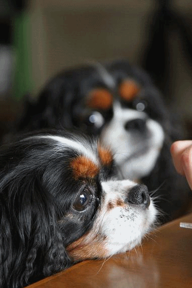 c0145250_1118311.gif