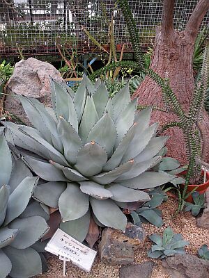 e0143671_10101929.jpg