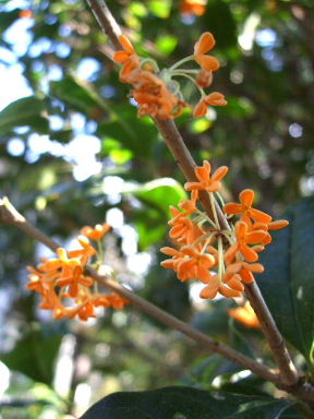 f0039281_2221123.jpg