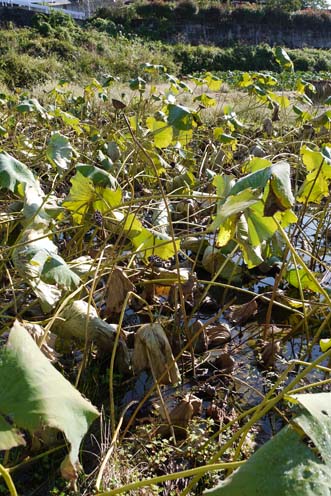 f0222692_100525.jpg