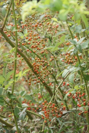 d0182913_18225717.jpg