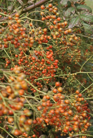 d0182913_18504631.jpg