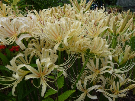 c0042418_8502765.jpg