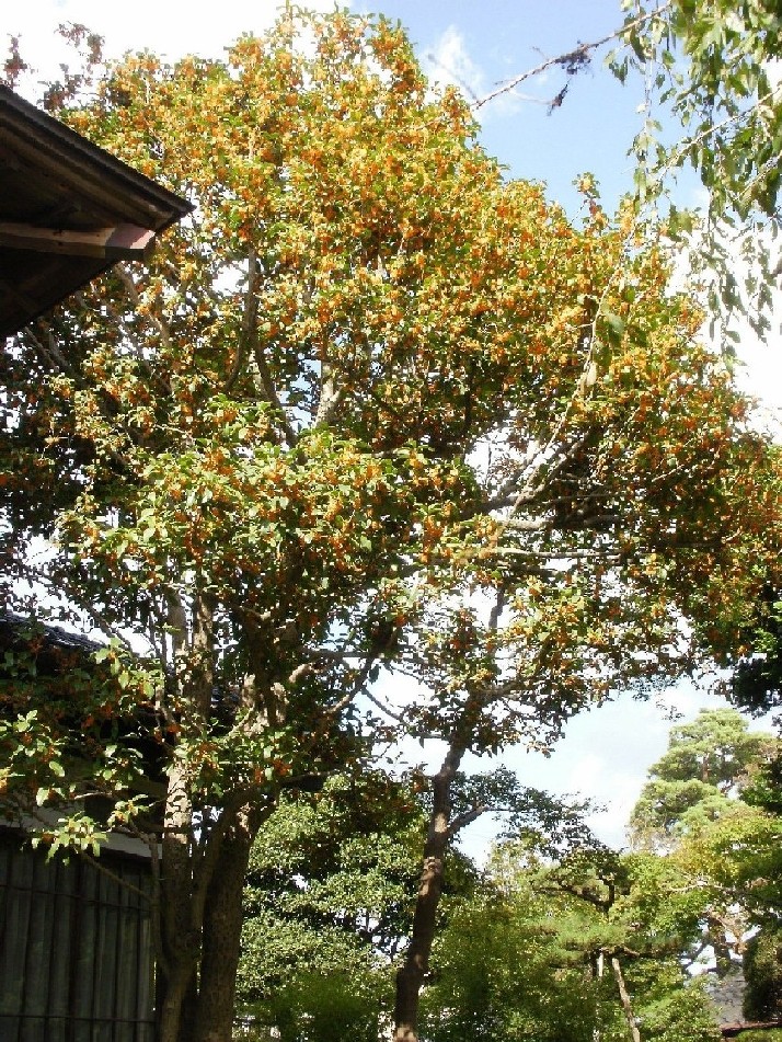 e0135219_15103353.jpg