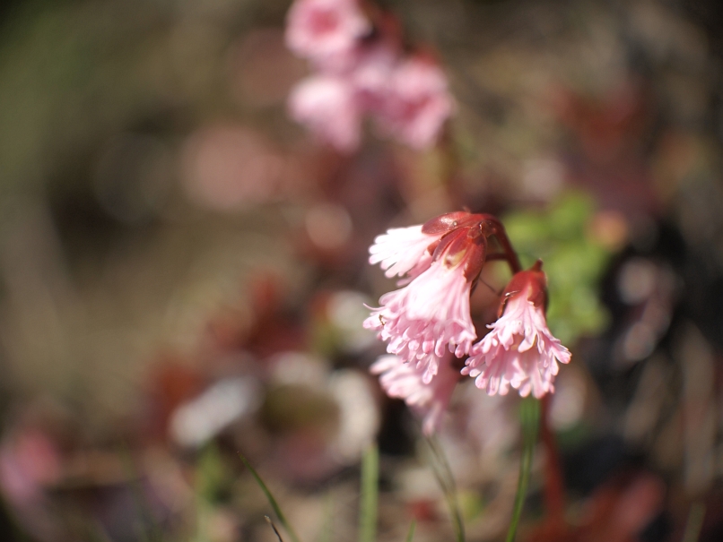 c0180824_17104911.jpg