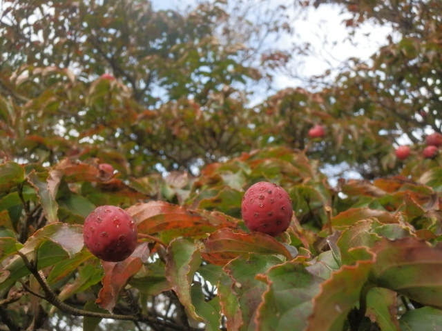 c0042869_2011870.jpg