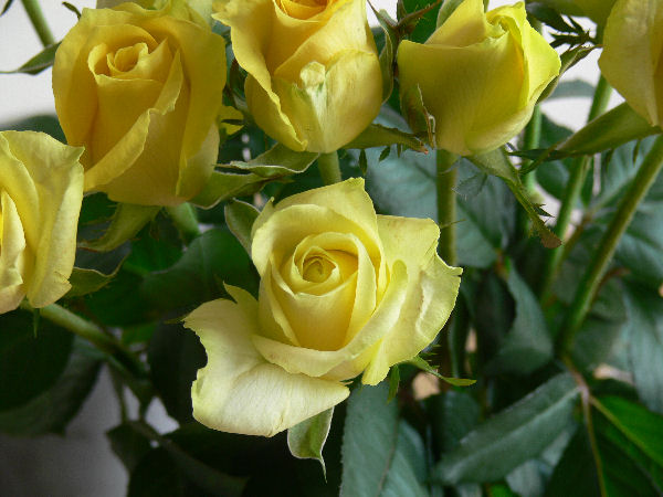 e0140986_14464273.jpg