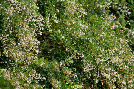 d0133693_8543483.jpg